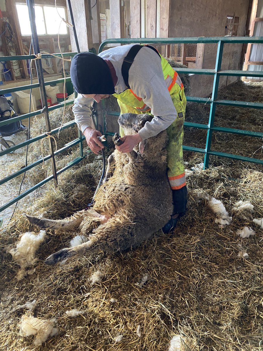 Michell89253923's tweet photo. All sheared up and ready for lambing… come in May! 🐑 https://t.co/hIqYctOc7F