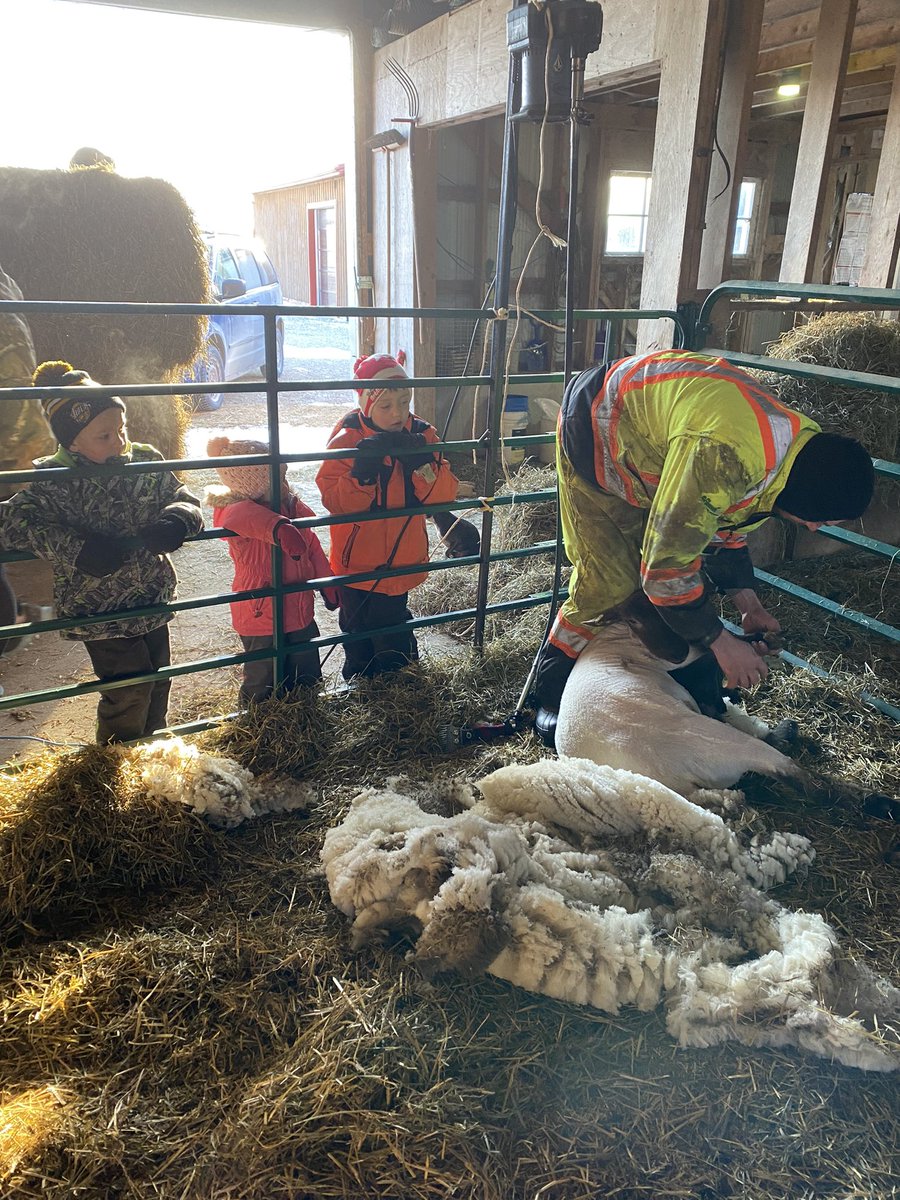 Michell89253923's tweet photo. All sheared up and ready for lambing… come in May! 🐑 https://t.co/hIqYctOc7F