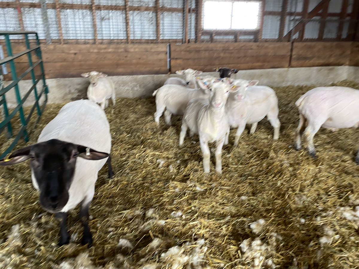 Michell89253923's tweet photo. All sheared up and ready for lambing… come in May! 🐑 https://t.co/hIqYctOc7F