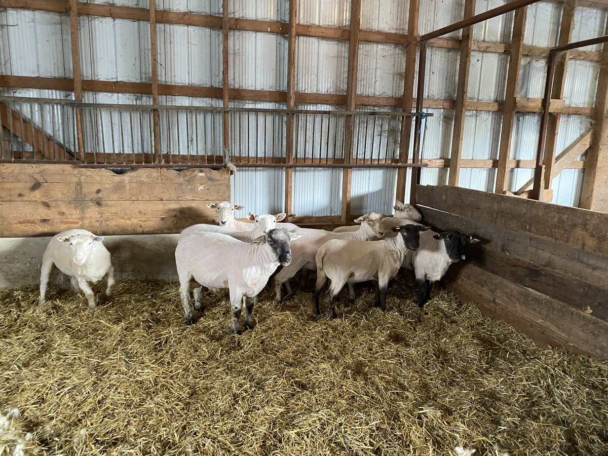 Michell89253923's tweet photo. All sheared up and ready for lambing… come in May! 🐑 https://t.co/hIqYctOc7F