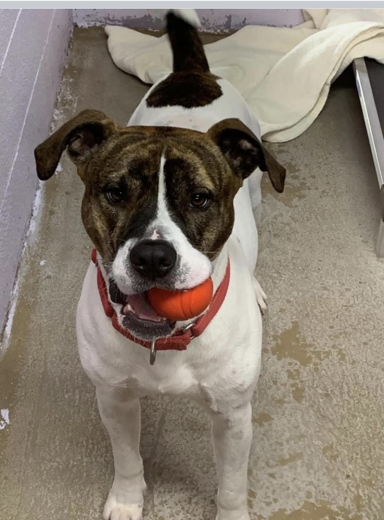 FindABuddyNYC's tweet photo. Brutus needs a place to call home! https://t.co/7khEBWspDf https://t.co/LAbbjrsnMe