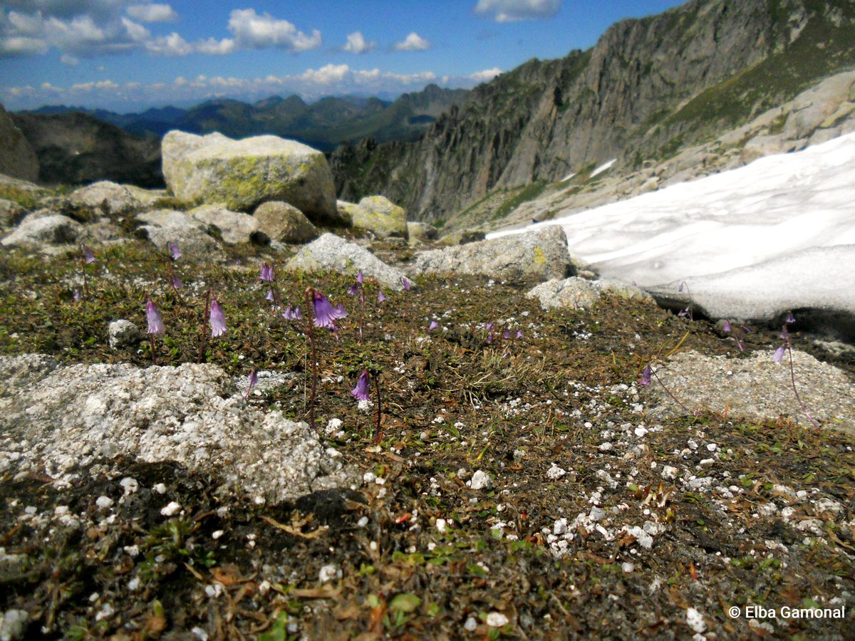 alpconv's tweet photo. 🤓 Interested in the issue of #LandTake? Want to know how #SoilFunctions can be a valuable tool for #SoilProtection & #SpatialPlanning in the #Alpine region? Then join our workshop from 29-30 March!
👉 More information & registration: https://t.co/vrxV4iIMxM https://t.co/WPN1778wbk