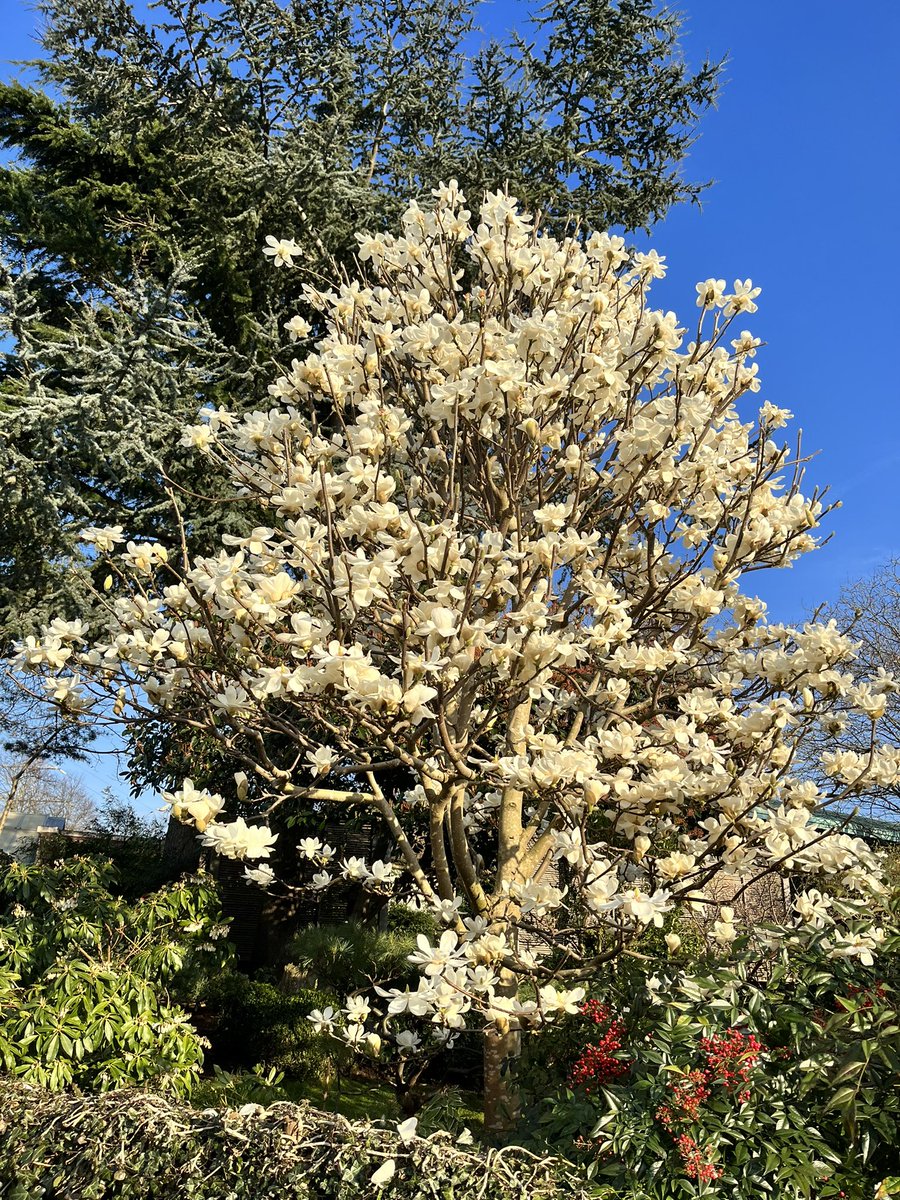 Magnolia x 1000. I’m in 🤍! What a beauty. 
#GardeningTwitter #Gardening #plants #flowers #trees #magnolia