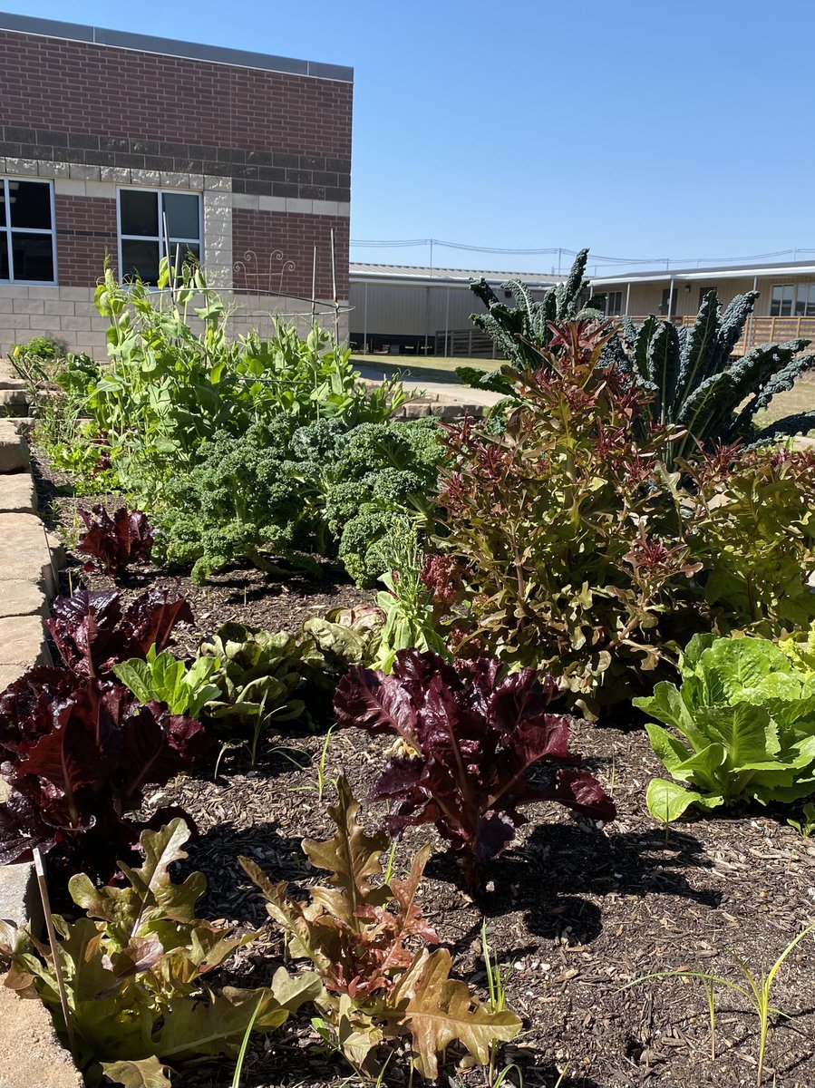 Jeri Deyoe (@jdeyoe3) on Twitter photo Our GORGEOUS GARDEN stopped me in my tracks today! L👁👁K at all that goodness! 🥬 🥕 <a href="/AngelaWarner27/">Angela Warner</a> <a href="/MRobinsonElem/">M. Robinson Elementary</a> Our GORGEOUS GARDEN stopped me in my tracks today! L👁👁K at all that goodness! 🥬 🥕 <a href="/AngelaWarner27/">Angela Warner</a> <a href="/MRobinsonElem/">M. Robinson Elementary</a>