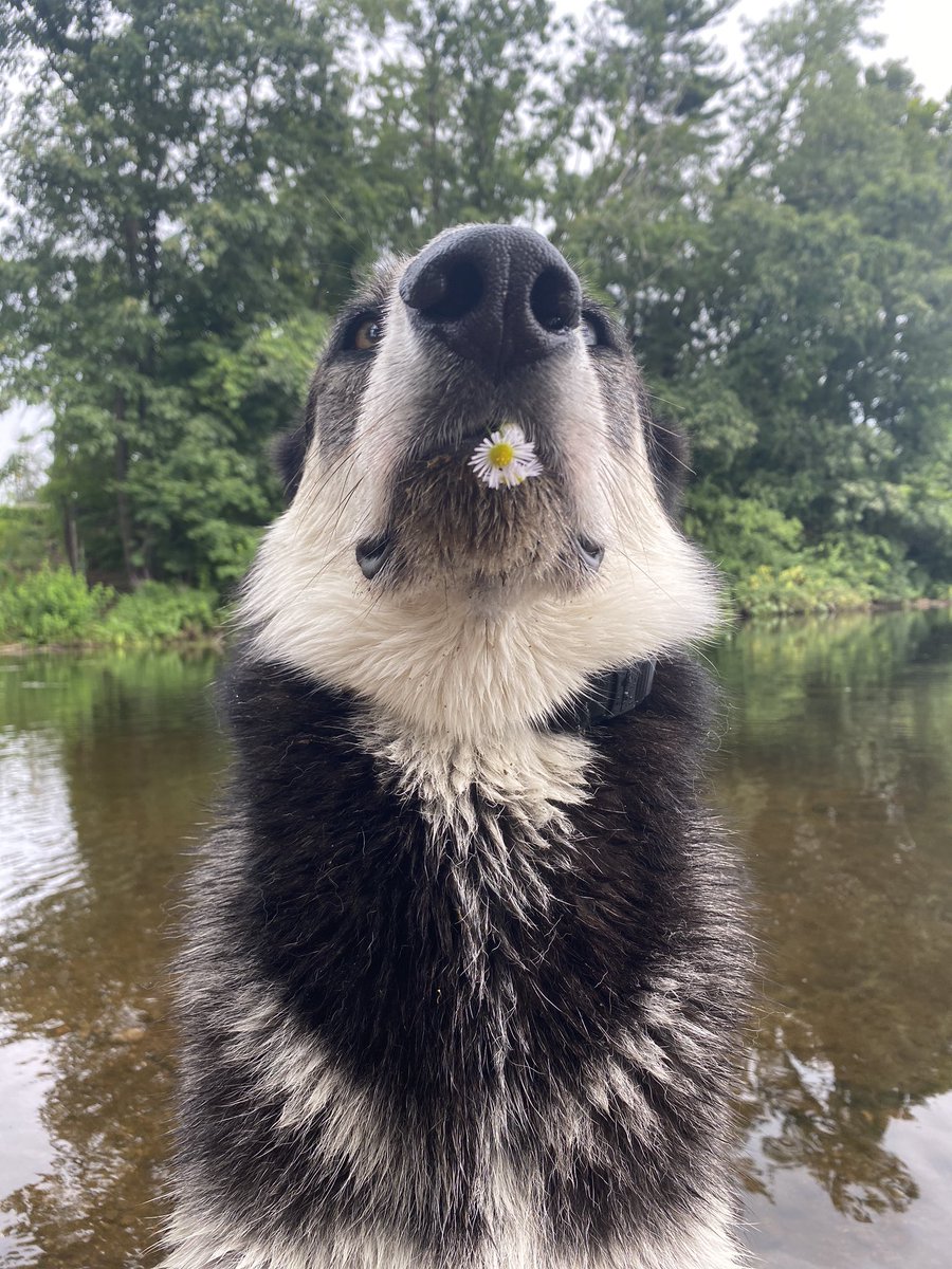 She’s such a gentleman 😂 #dogtwitter #twitterdogcommunity