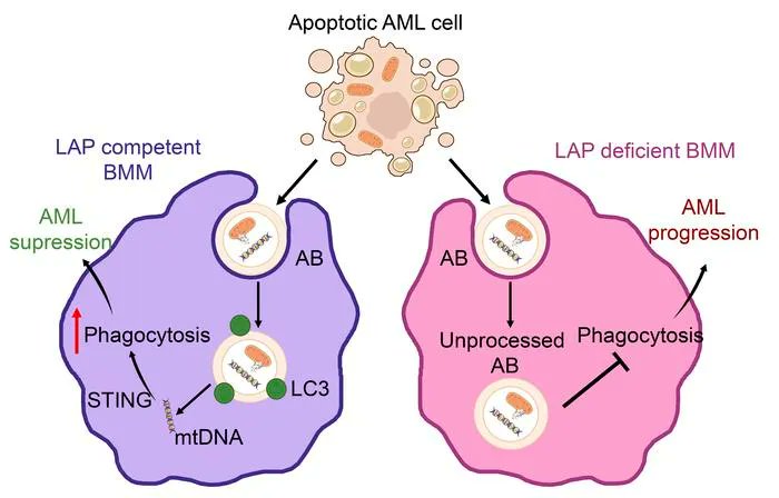 Journal of Clinical Investigation tweet media