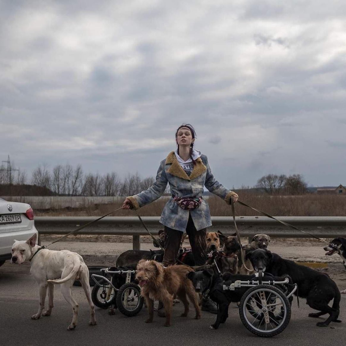 AlertaNews24's tweet photo. 🇺🇦🇷🇺 | GUERRA UCRANIA-RUSIA: Una niña trata de salvar a los perros discapacitados de un refugio cerca de Irpin, Ucrania, a un lugar seguro. https://t.co/wllCvFJe46