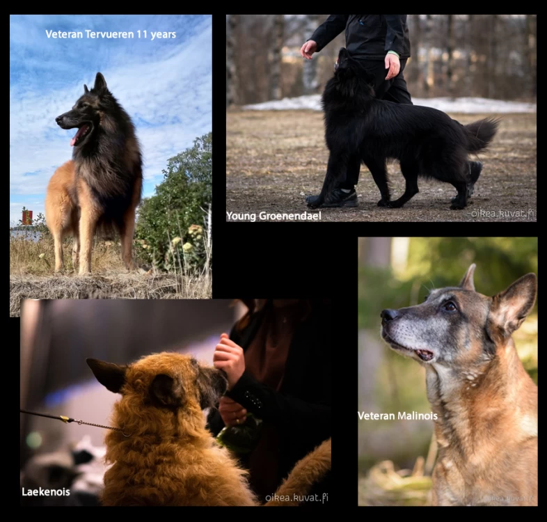 IPFDogs's tweet photo. Get a GRIHP! on Belgian Shepherds is the latest in our series highlighting the Big Picture of health, welfare, & breeding & to develop Globally Relevant Integrated Health Profiles (GRIHPs) for many breeds. https://t.co/0yKBYyMfsV #belgianshepherd #doghealth #dogbreeds https://t.co/PHIctGDLRy