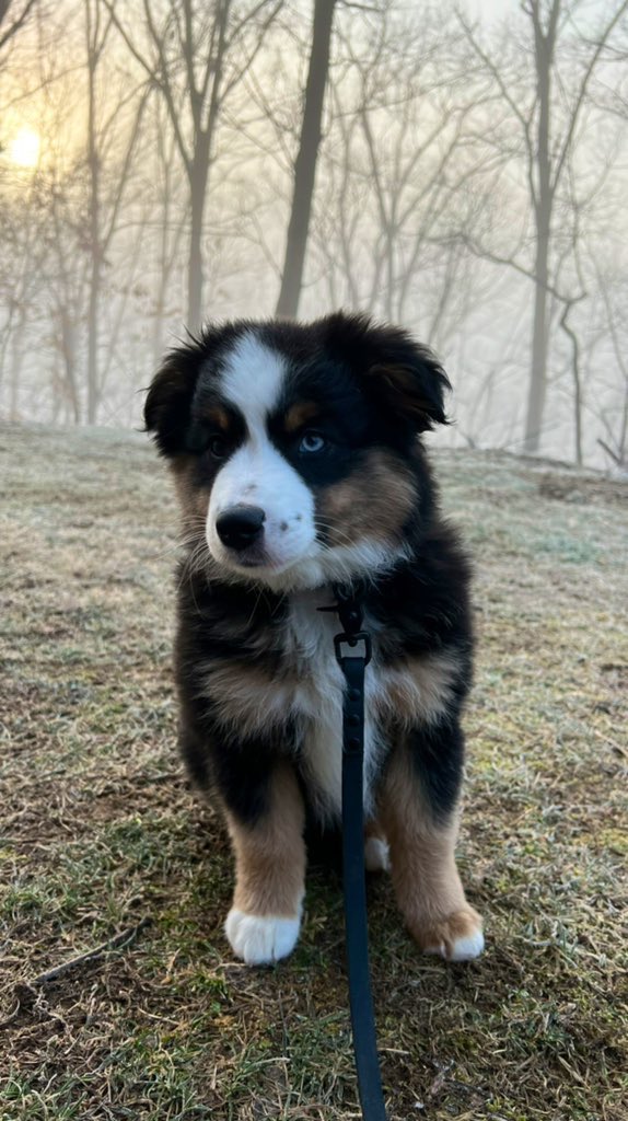 The best boy 🖤
#twitterdogcommunity #dogsoftwitter #dogsontwitter