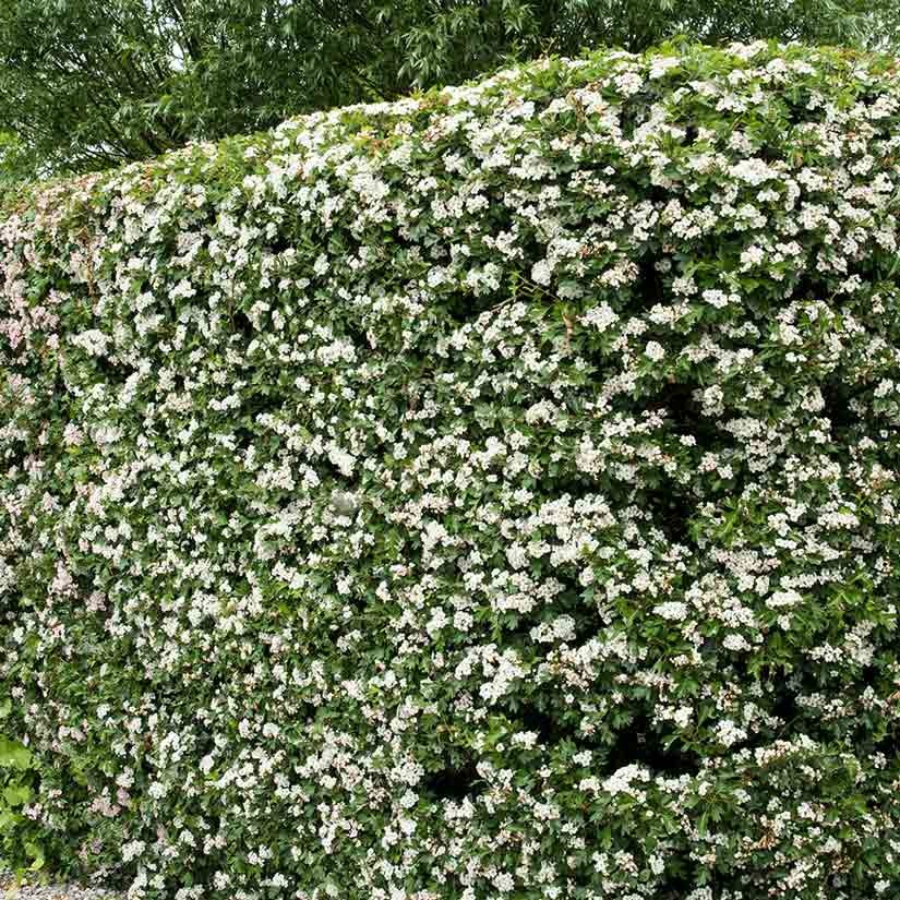 VivaraPro's tweet photo. Planting for Biodiversity! 

Wist u ook dat Vivara Pro diverse zaden en plantmateriaal aanbiedt? 

Bent u benieuwd naar ons aanbod zaden en planten of wilt u advies? Neem dan contact op met: 

E: advies@vivarapro.com
T: +31 (0) 478 - 517 945

#planten #biodiversiteit #inheems https://t.co/q5cd738FKb