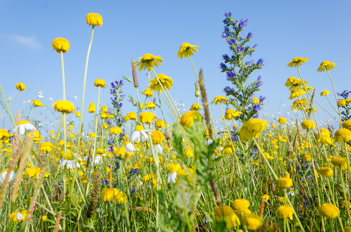 Planting for Biodiversity! 

Wist u ook dat Vivara Pro diverse zaden en plantmateriaal aanbiedt? 

Bent u benieuwd naar ons aanbod zaden en planten of wilt u advies? Neem dan contact op met: 

E: advies@vivarapro.com
T: +31 (0) 478 - 517 945

#planten #biodiversiteit #inheems