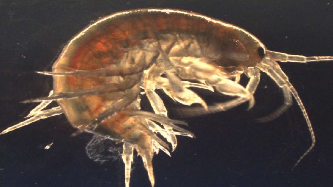 Shrimp In English Countryside Test Positive For Cocaine, Ketamine, Xanax, And Valium

iflscience.com/plants-and-ani…