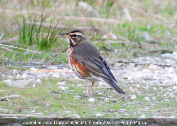FundacioAssut's tweet photo. Nueva jornada de seguimiento de aves #nocmig #orNit a punto de entrar de lleno en la migración primaveral. Sigue el registro de #ZorzalAlirrojo, especie de la que apenas había citas en L’#Albufera en el mes de marzo. En la foto de @MarinGotur, un alirrojo en #TancatDeLIlla 2021. https://t.co/e6kBolTw9N