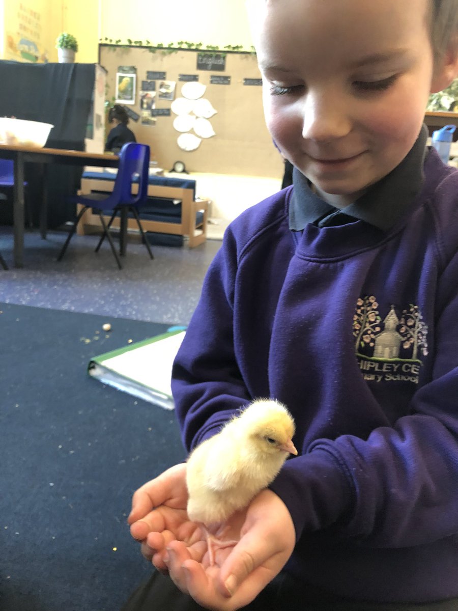 MissBarnett20's tweet photo. So much love for our new fluffy friends in Reception 🐥 @shipley_ce @WeAreBDAT https://t.co/pxK61nuyCz