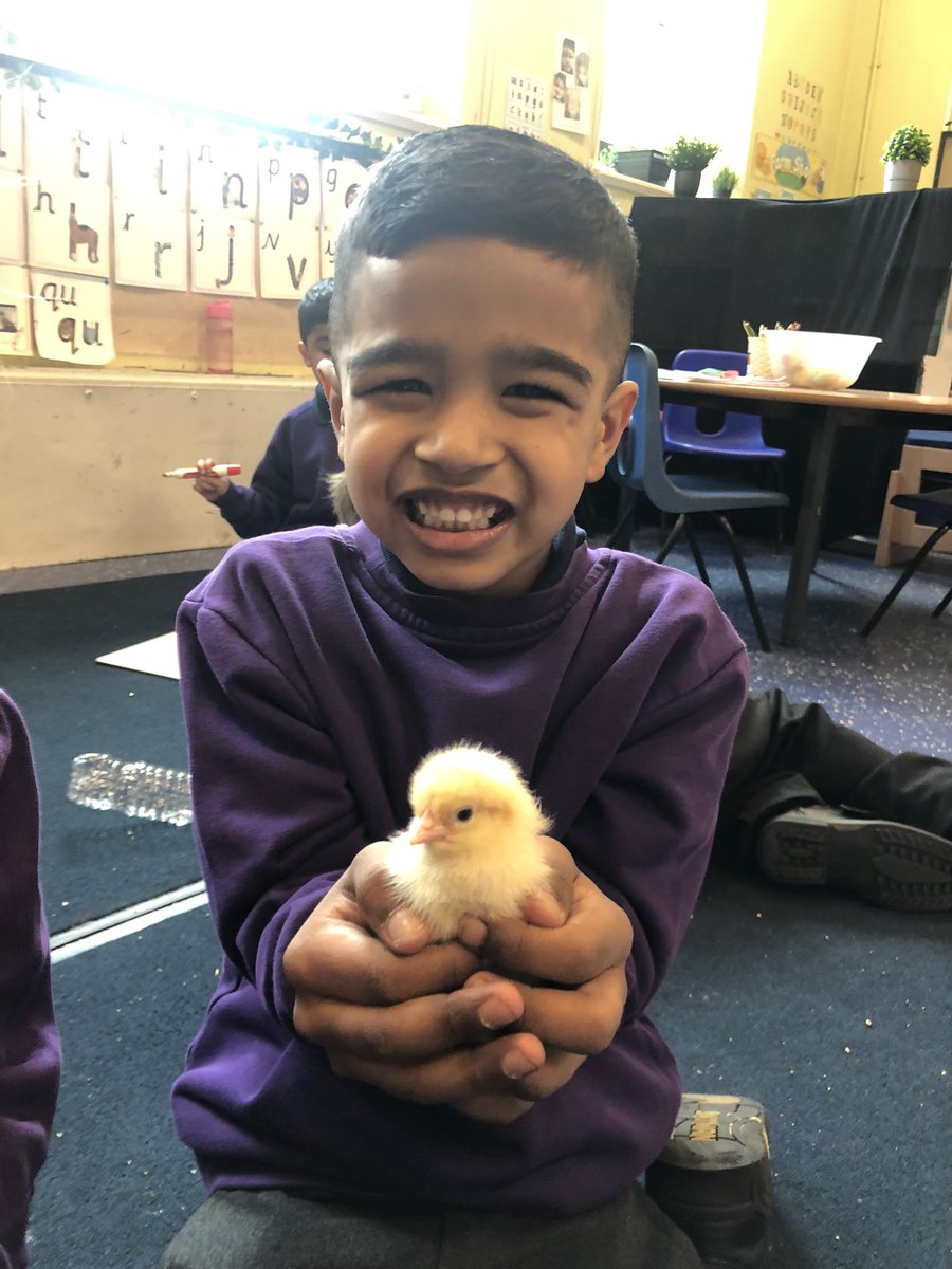 MissBarnett20's tweet photo. So much love for our new fluffy friends in Reception 🐥 @shipley_ce @WeAreBDAT https://t.co/pxK61nuyCz