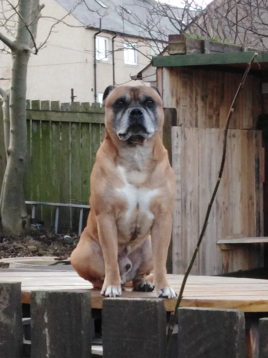 F1mercPower's tweet photo. @Crufts my big boy Hooch is glad to 👀 #Crufts2022 back.. https://t.co/ktbqYaMED8