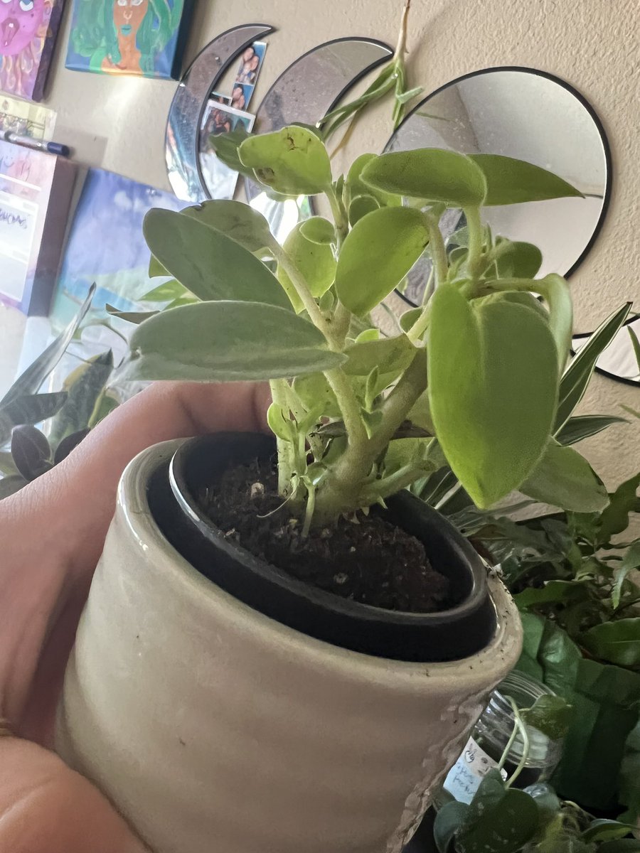 ImAWeirdoBabe's tweet photo. These are apparently #peperomia but not 100 percent sure. They were gifted to me. #houseplant #identifyplants #plantidentifyier #houseplants #iloveplants #plantas https://t.co/oy3UdQNb0a