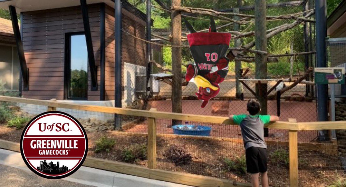 Greenville Gamecocks tweet media