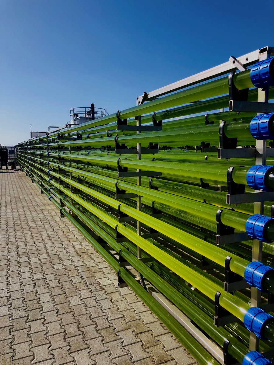 Phytobloom's tweet image. We&apos;ve recently inoculated for the first time our new &quot;off-the-grid&quot; tubular photobioreactor co-funded by #ProFuture project. 𝘕𝘢𝘯𝘯𝘰𝘤𝘩𝘭𝘰𝘳𝘰𝘱𝘴𝘪𝘴 𝘰𝘤𝘦𝘢𝘯𝘪𝘤𝘢 has the pleasure to be the first microalgae species inhabiting those brand new glass tubes.
#microalgae