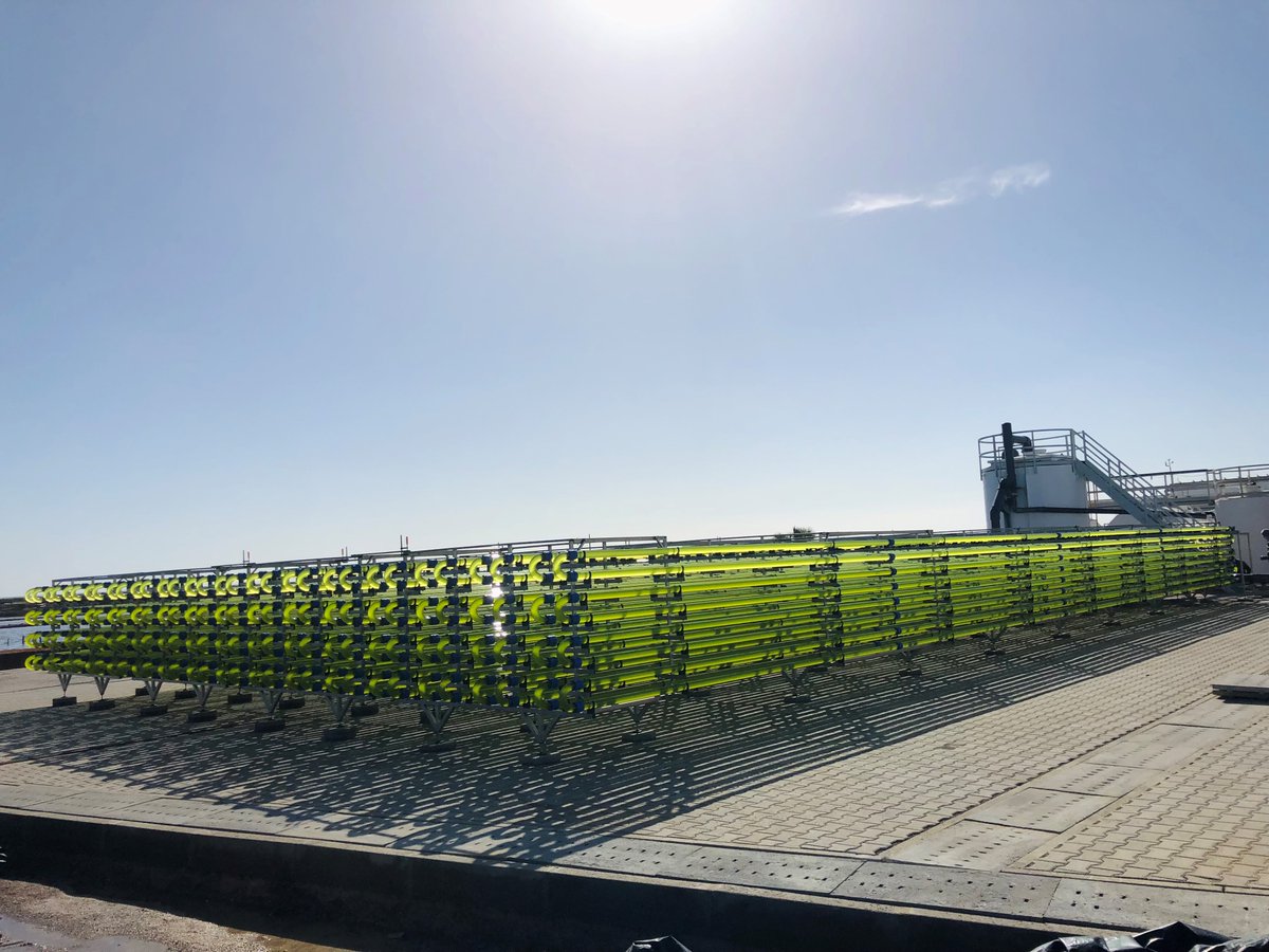 Phytobloom's tweet image. We&apos;ve recently inoculated for the first time our new &quot;off-the-grid&quot; tubular photobioreactor co-funded by #ProFuture project. 𝘕𝘢𝘯𝘯𝘰𝘤𝘩𝘭𝘰𝘳𝘰𝘱𝘴𝘪𝘴 𝘰𝘤𝘦𝘢𝘯𝘪𝘤𝘢 has the pleasure to be the first microalgae species inhabiting those brand new glass tubes.
#microalgae