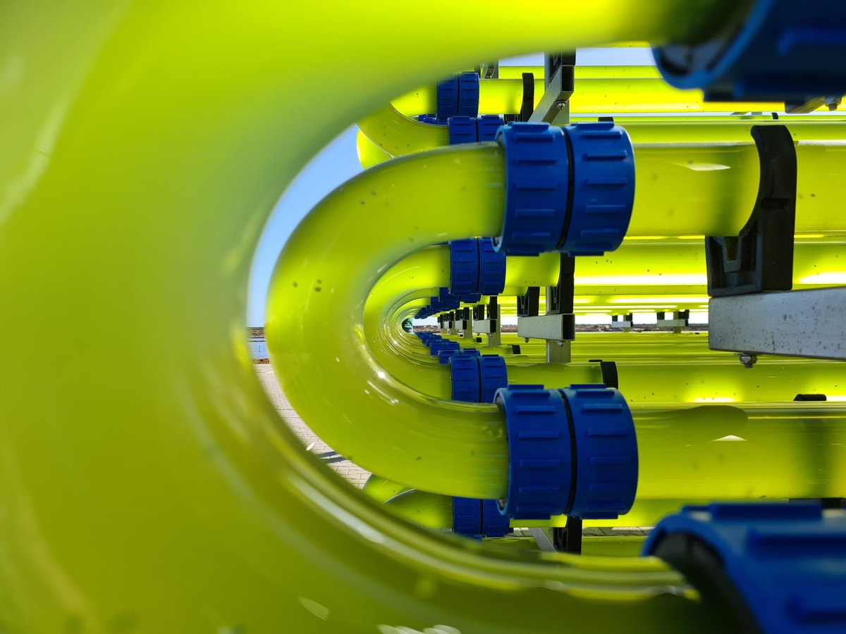 Phytobloom's tweet image. We&apos;ve recently inoculated for the first time our new &quot;off-the-grid&quot; tubular photobioreactor co-funded by #ProFuture project. 𝘕𝘢𝘯𝘯𝘰𝘤𝘩𝘭𝘰𝘳𝘰𝘱𝘴𝘪𝘴 𝘰𝘤𝘦𝘢𝘯𝘪𝘤𝘢 has the pleasure to be the first microalgae species inhabiting those brand new glass tubes.
#microalgae