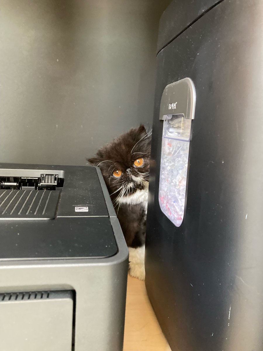 MigsRunner's tweet photo. My office manager spying on me. Just trying to shred some papers ma’am.
#CatsOfTwitter #CatsOnTwitter #CatAndHome #HomeOffice #MIGSlife #gynfluencer https://t.co/hexTureD6s