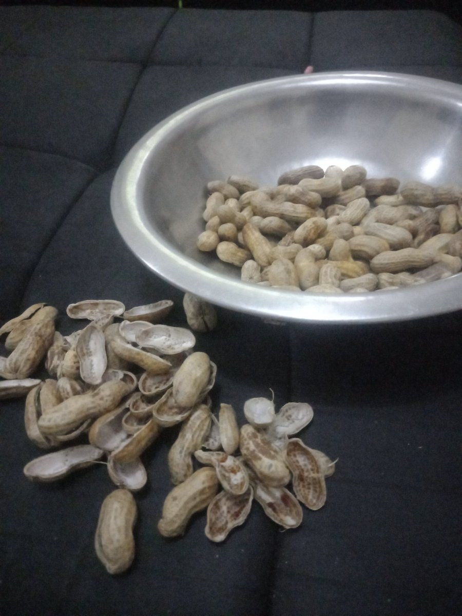 bernard_nkhata's tweet photo. The drama on this platform π.... Carry on as I enjoy this snack.
#FreshGroundnuts https://t.co/8IlWbHIWBz