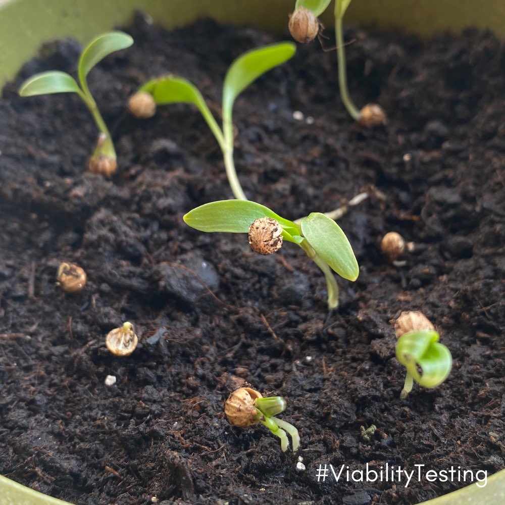 muckykneesgifts's tweet photo. “Little Gardener” seed viability testing! 🌱

Looking at this picture can you guess which seed we are currently testing?

I’ll give you a clue… It’s a herb ☺️

#seedtesting #seedsowing #viabilitytesting #gardeningfun #kidsgardening #childrengardening #organicherbs #SBS #QueenOf https://t.co/PyCkMG0lXx