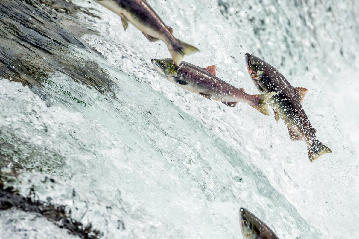 SalmonStateAK's tweet photo. We're so lucky to live in the #SalmonState— and we want to keep it that way.📍🐟  Sign up for our weekly newsletter to stay up to date on news, ways to plug in, and stories about wild Alaska salmon: https://t.co/b6HTsG2N5c https://t.co/aGbzZYHxfM