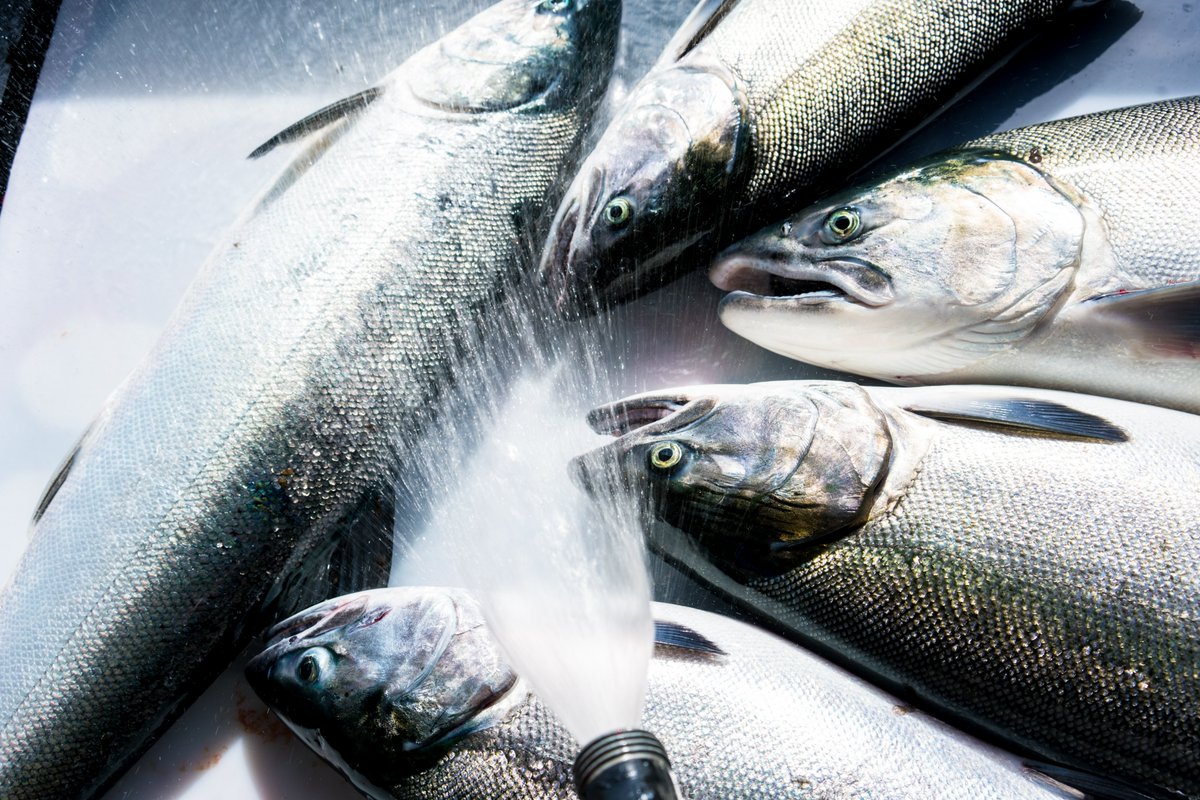 SalmonStateAK's tweet photo. We're so lucky to live in the #SalmonState— and we want to keep it that way.📍🐟  Sign up for our weekly newsletter to stay up to date on news, ways to plug in, and stories about wild Alaska salmon: https://t.co/b6HTsG2N5c https://t.co/aGbzZYHxfM