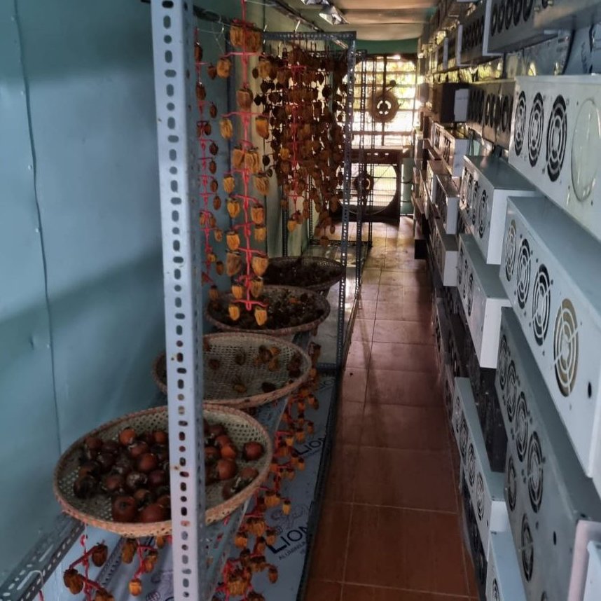 zackvoell's tweet photo. A miner casually drying persimmons in one of their facilities https://t.co/bj0CvQJ0vP