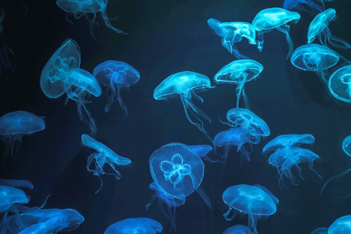 RESSAC, festival universitaire, passe la main aux étudiants pour célébrer la fin de cette semaine.
Du FESTIF : 
> CONCERTS de #Hoara et #Cellular1
> EXPO #PADDLE et CONFÉRENCE MUSICALE #SONARS. 2 projets du <a href="/LemarLab/">LEMAR</a>
Gratuit au CLOUS à 19h30 le 11/03. 

buff.ly/34gtFQM