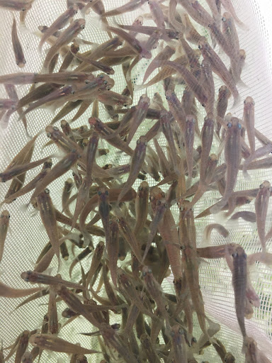 SYMVCD's tweet photo. We provide essential services such as mosquito surveillance, inspections and control. Request a free home service inspection or mosquitofish for your pond/fountain at https://t.co/u8nAt3jhc2 or by calling us at 1-800-429-1022. #SYMVCD #FIGHTtheBITE https://t.co/qL6ToJK3PX