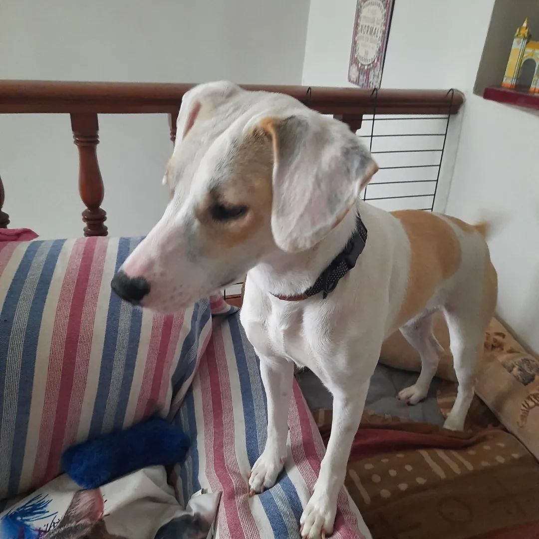 LASAnimal's tweet photo. #Lisboa tiene 10 meses, muy simpática y sumisa, acostumbrada a vivir en una casa, se rescató de un picadero junto a su hermana #NIZA si quieres dar un hogar a esta cachorra tan guapa...
✍️📧👇
adopcion.lasanimal@gmail.com https://t.co/MZju2G6pAO