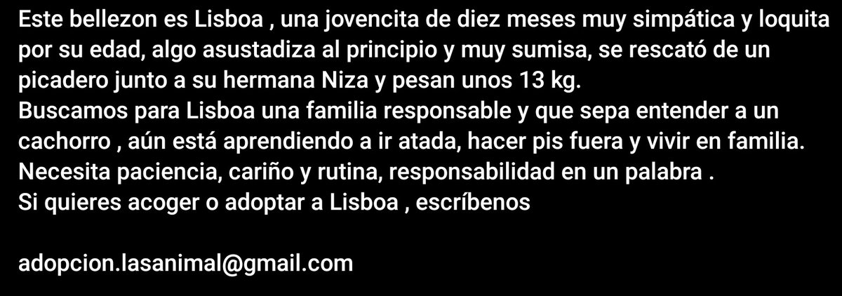 LASAnimal's tweet photo. #Lisboa tiene 10 meses, muy simpática y sumisa, acostumbrada a vivir en una casa, se rescató de un picadero junto a su hermana #NIZA si quieres dar un hogar a esta cachorra tan guapa...
✍️📧👇
adopcion.lasanimal@gmail.com https://t.co/MZju2G6pAO