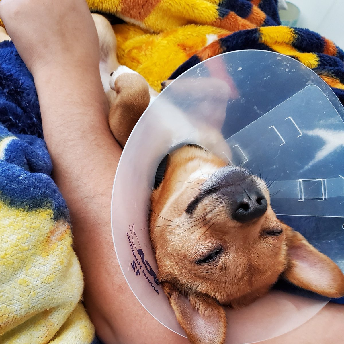 midogtest's tweet photo. Theres nothing like giving your dog a nice big hug. They'll love it and so will you. It being National Hg Your Dog Day, take the time to give your dogs a hug. #hugyourdog #huggingdogs #midog #midogtest #vetinary #vet #vettechlife #vetdiagnostics #pethealth #petdiagnostics https://t.co/J2ZW5407CC