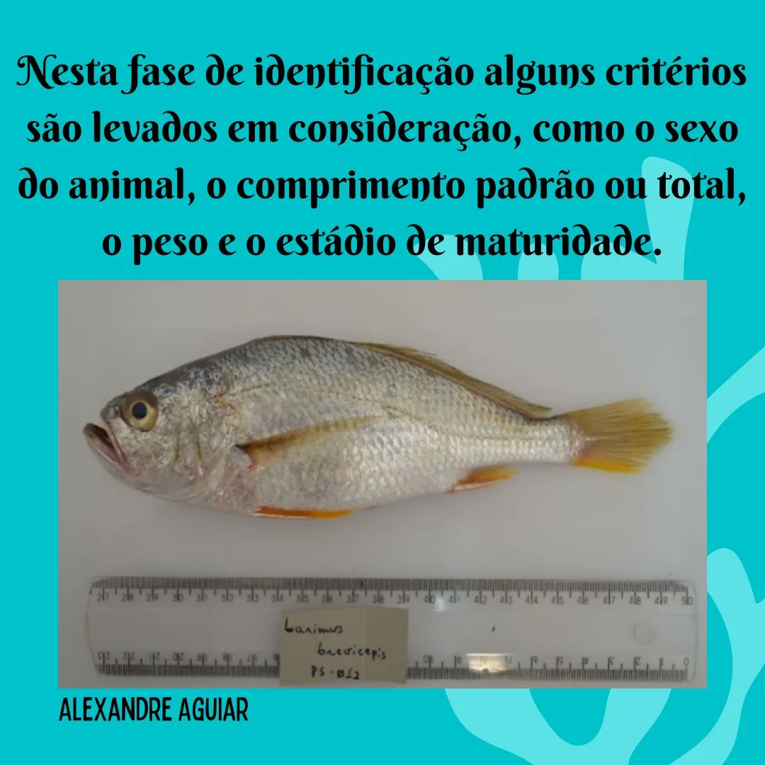 labictioufs's tweet photo. Você sabe como acontece a caracterização macroscópica das espécies em laboratório?

Venha saber mais! ⬇️

Acesse o link: https://t.co/4Fs1zAS4Je https://t.co/IrQelUryOw