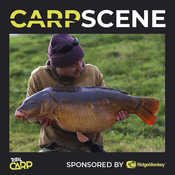 TotalCarpMag tweet media