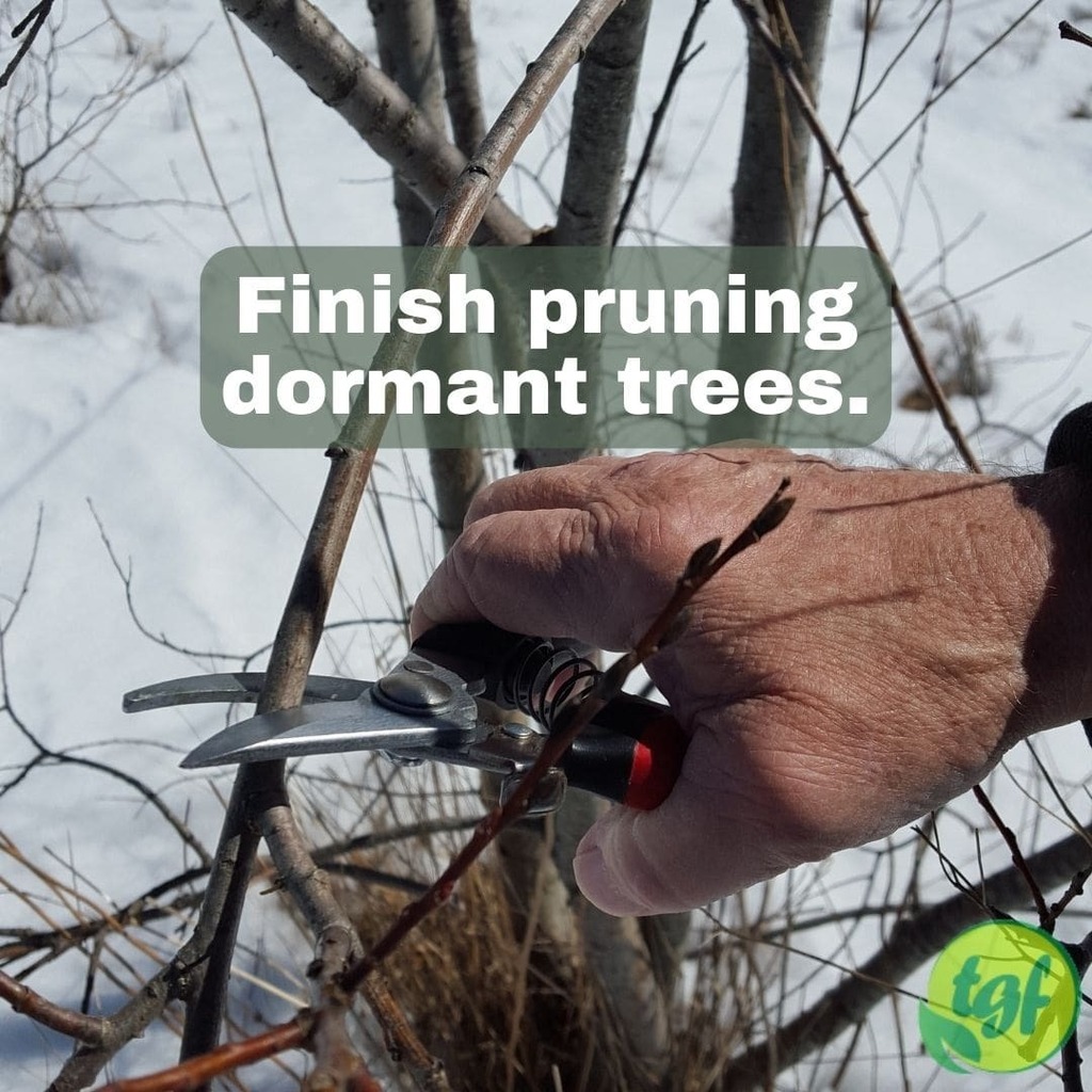 gardenerfriends's tweet photo. (Tumblr https://t.co/G50BAggIdm) Finish pruning dormant trees.
Available in Amazon UK now: https://t.co/V9BkBU7wRk
#thegardenersfriends #prunersforsmallhands #bypasspruner #gardeninggift #pruning #pruning101 #pruningtip #pruningguide #pruningforbeginners #gardening… https://t.co/6gSM6xCLUz