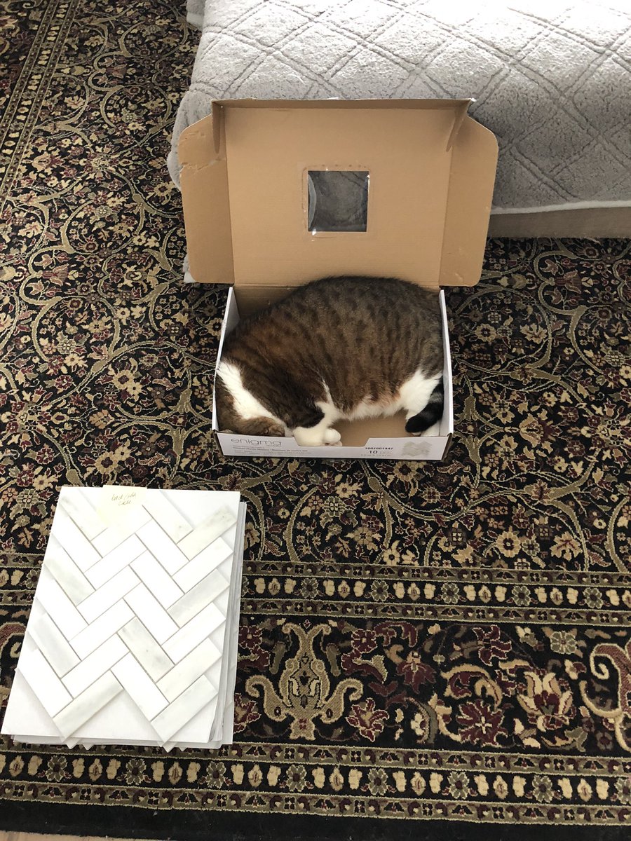 HuntHandi's tweet image. My new apprentice 

#tile #ceramic #catsinboxes 

#enigmatile