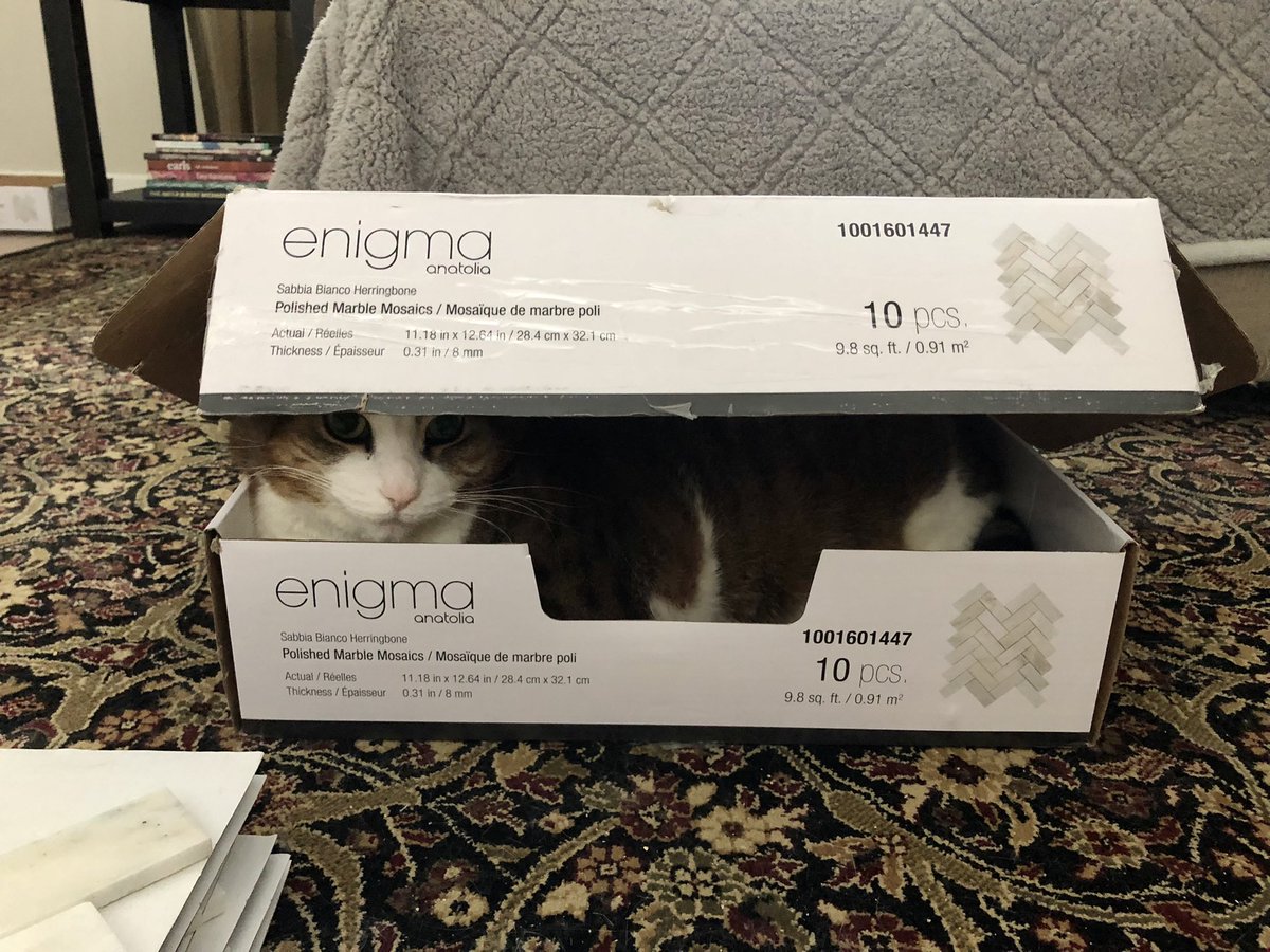HuntHandi's tweet image. My new apprentice 

#tile #ceramic #catsinboxes 

#enigmatile