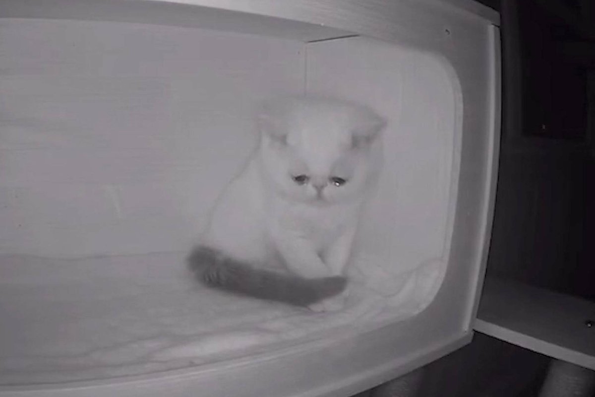 Грустная камера. Грустный котик в холодильнике. Котенок в микроволновке. Грустный котенок. Котик плачет.