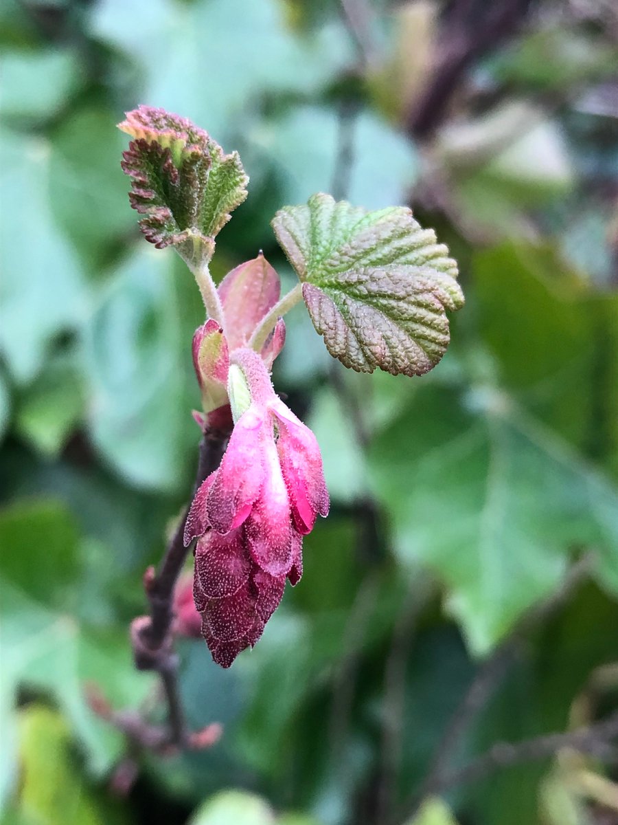 HadynRMurray's tweet photo. Flowering currants starting to bloom 🌸 

#Ribessanguineum https://t.co/aWOfpV2YY9