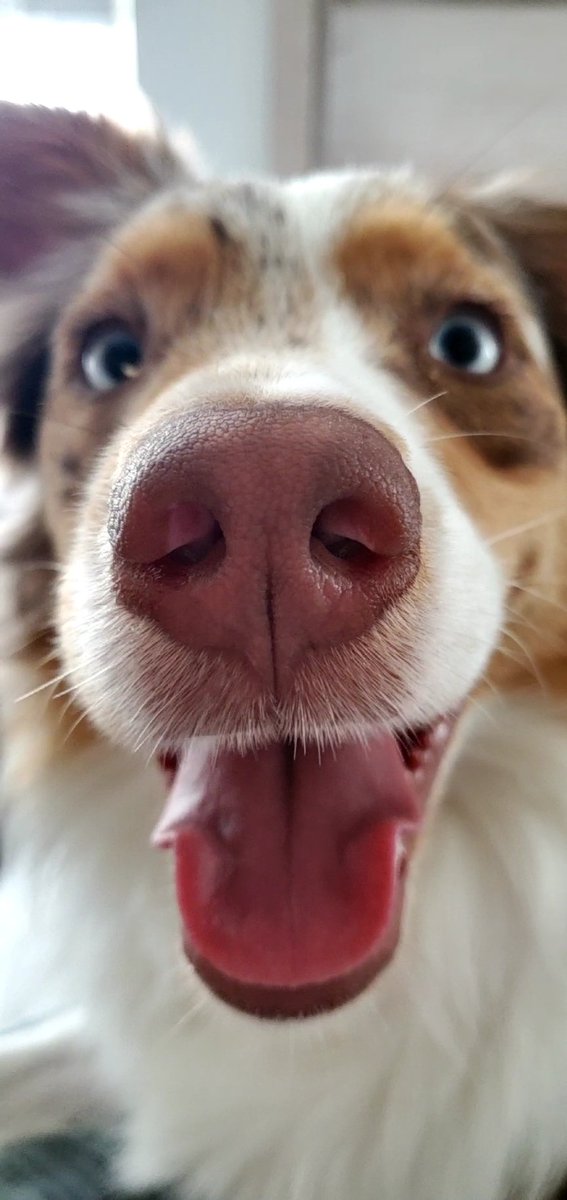 #BOOP the #snoot to fast forward to Friday! 
#DogsofTwittter 
<a href="/boopmynose/">Boop My Nose ®</a>