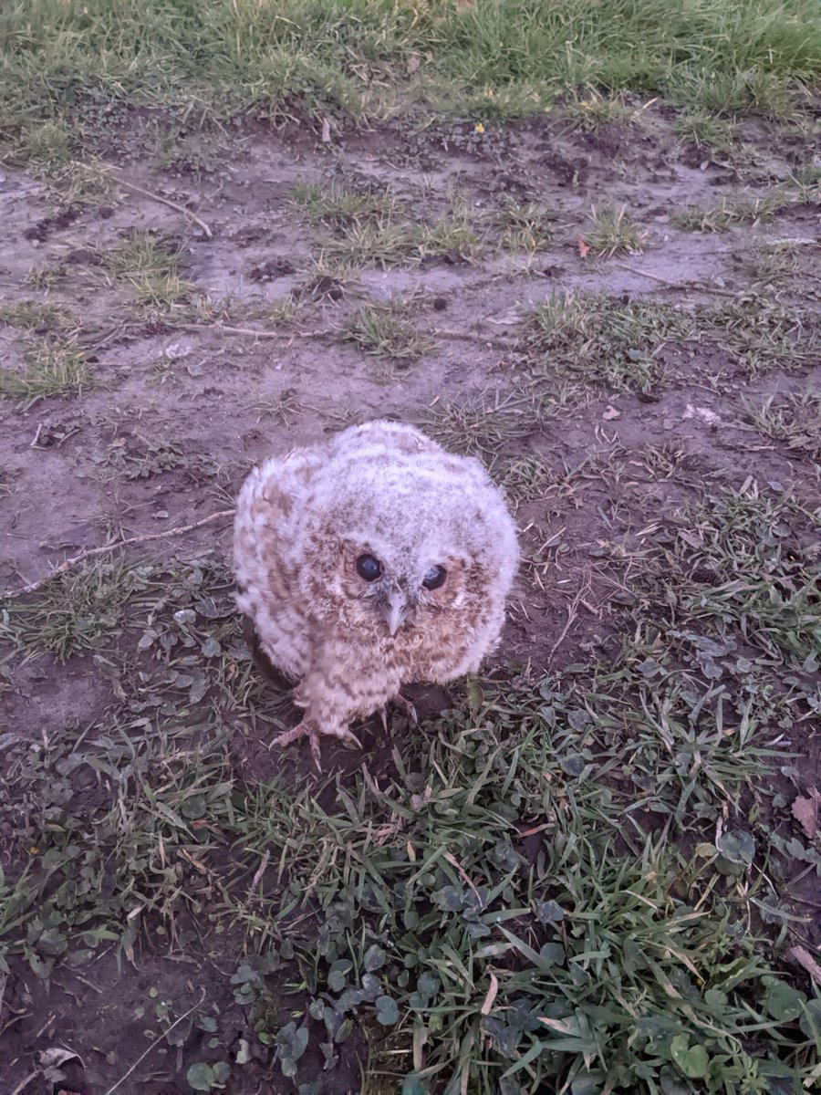 Mill House Farm Pods (@millhousepods) on Twitter photo Look who came to visit the pods this morning. <a href="/Xav_Anderson/">Xav Anderson - Clockwork City</a> <a href="/hedgerowpods/">Hedgerow luxury Glamping</a> <a href="/alpacafold/">Alpacafold</a> @KarenLawrenson2 <a href="/dalehousebarn/">Dominique Ashford</a> <a href="/Tipisrileygreen/">The Tipis At Riley Green</a> <a href="/thebeecentre/">🐝 The Bee Centre 🐝</a> <a href="/RSPBbirders/">RSPB Birders</a> Look who came to visit the pods this morning. <a href="/Xav_Anderson/">Xav Anderson - Clockwork City</a> <a href="/hedgerowpods/">Hedgerow luxury Glamping</a> <a href="/alpacafold/">Alpacafold</a> @KarenLawrenson2 <a href="/dalehousebarn/">Dominique Ashford</a> <a href="/Tipisrileygreen/">The Tipis At Riley Green</a> <a href="/thebeecentre/">🐝 The Bee Centre 🐝</a> <a href="/RSPBbirders/">RSPB Birders</a>