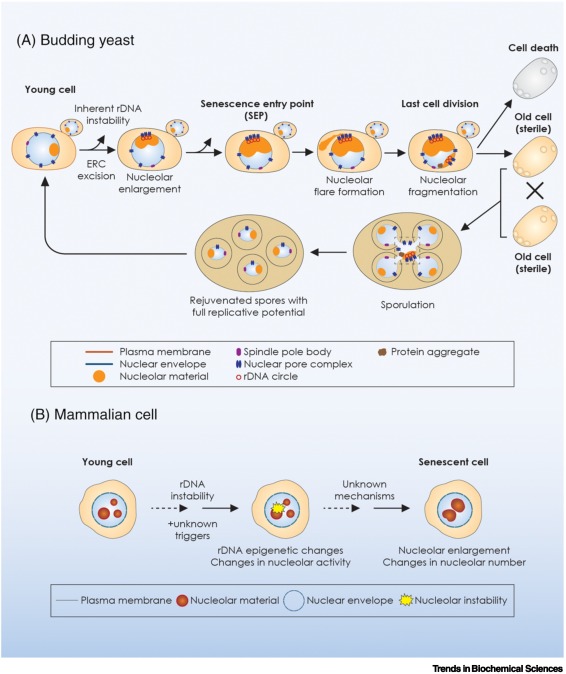 TrendsBiochem's tweet photo. In the April issue, read Reviews on:

#sterolsensing domains (@NiengYan)
#molecularchaperones and #tau (@JoachimiakL)
#Mediator kinase module (@TaatjesL)
#rDNA (Lygerou)
#RIPKs (@FrancisKChan93)
#BUB1 #BUBR1 (@elowesab @VictorBolanosGa)

https://t.co/0zGiSA0W2l https://t.co/ToMwqo44Xl