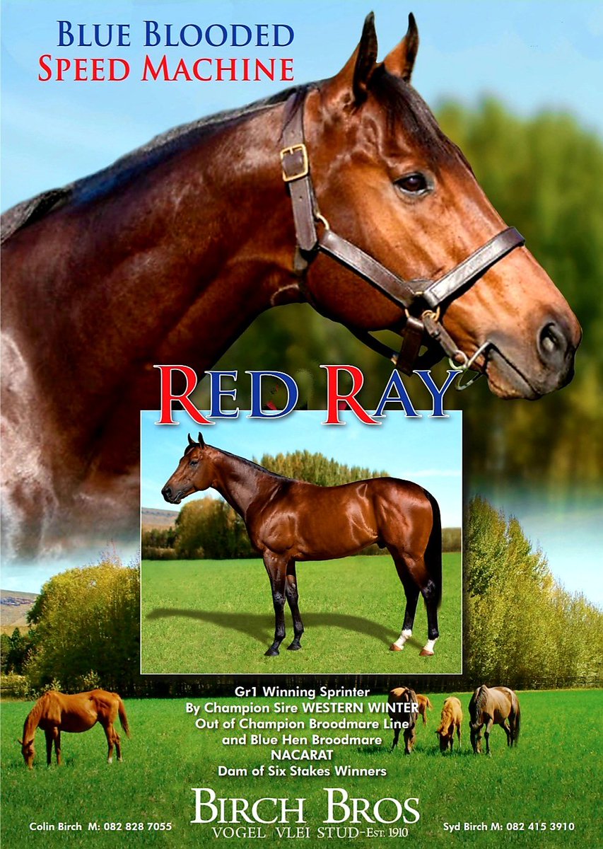 BirchBros_VVS's tweet photo. 🔥Another winner for RED RAY🔥
BLACK BURNER wins today @ the #Vaal for top young trainer @FanieBronkhorst & @MTaljaardt
Red Ray progeny are firing!Follow up of RED SAXON winning the GR1 SA CLASSIC & STING RAY winning on Monday.
#RedRay #OnFire #BlueBlooded #SpeedMachine #Class https://t.co/QISAyVHJvj