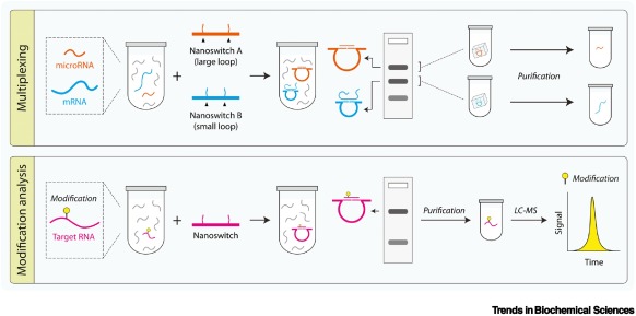 TrendsBiochem's tweet photo. Read also Spotlights on 1) insect #olfactoryreceptors (@BrewsterLeisl @BenMatthewsUBC) and 2) #piRNA/#miRNA, as well as a #TechoftheMonth on RNA purification by #DNAnanoswitches (@arunrichardc @LiefengZhou1 @HalvorsenLab):

https://t.co/0zGiSA0W2l https://t.co/jaF0mFtDSG