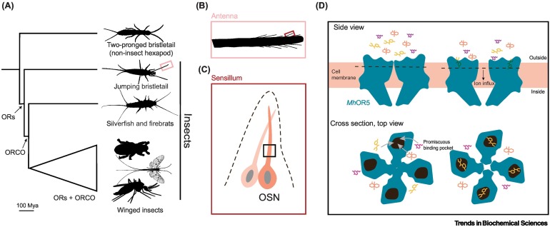 TrendsBiochem's tweet photo. Read also Spotlights on 1) insect #olfactoryreceptors (@BrewsterLeisl @BenMatthewsUBC) and 2) #piRNA/#miRNA, as well as a #TechoftheMonth on RNA purification by #DNAnanoswitches (@arunrichardc @LiefengZhou1 @HalvorsenLab):

https://t.co/0zGiSA0W2l https://t.co/jaF0mFtDSG
