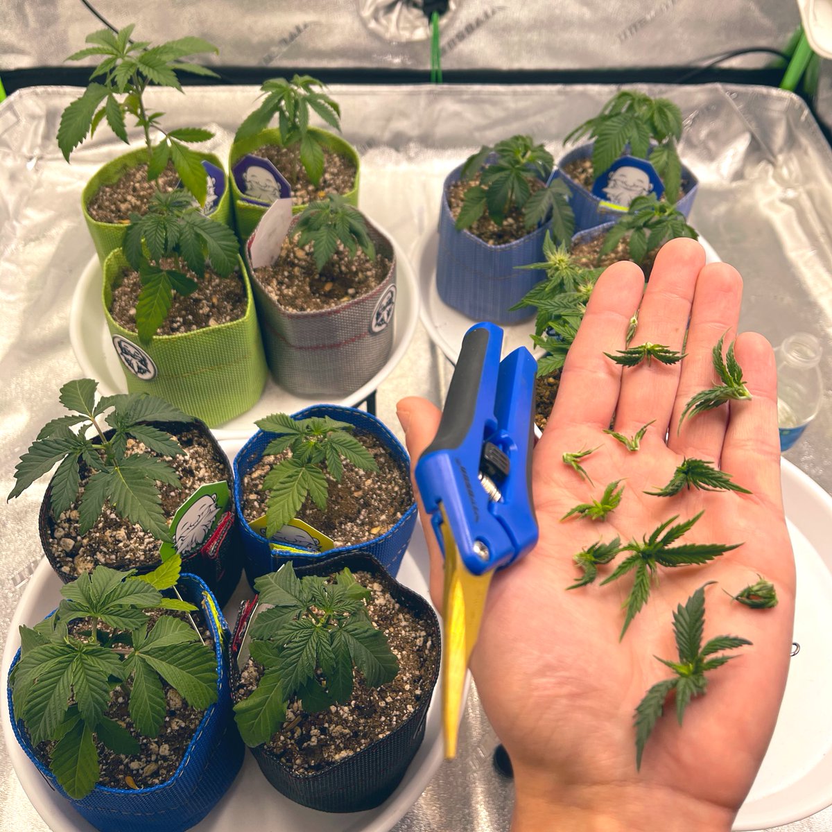 HerbToking's tweet image. "Life's challenges are not supposed to paralyze you, they're supposed to help you discover who you are." - Bernice Johnson Reagon 

#IrvineArmy #GrowYourOwn 🌱💚✌️